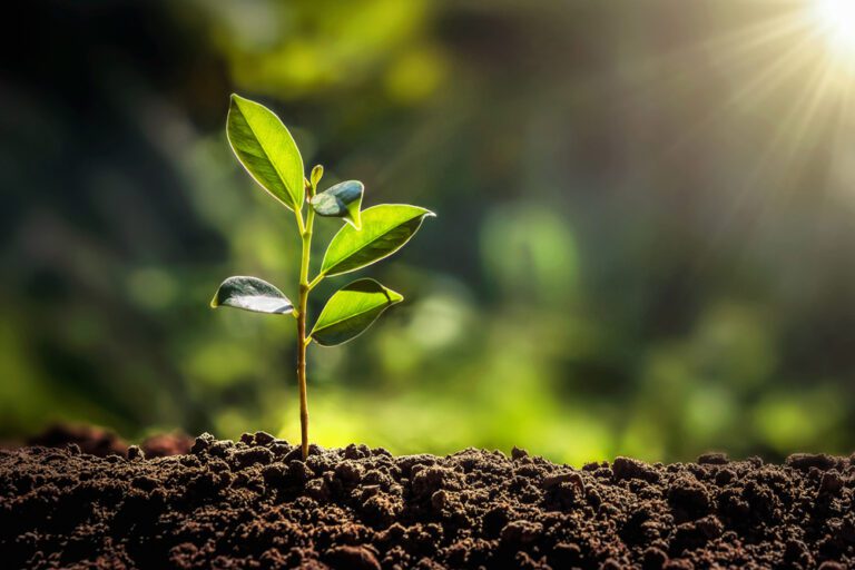 Sapling tree in soil